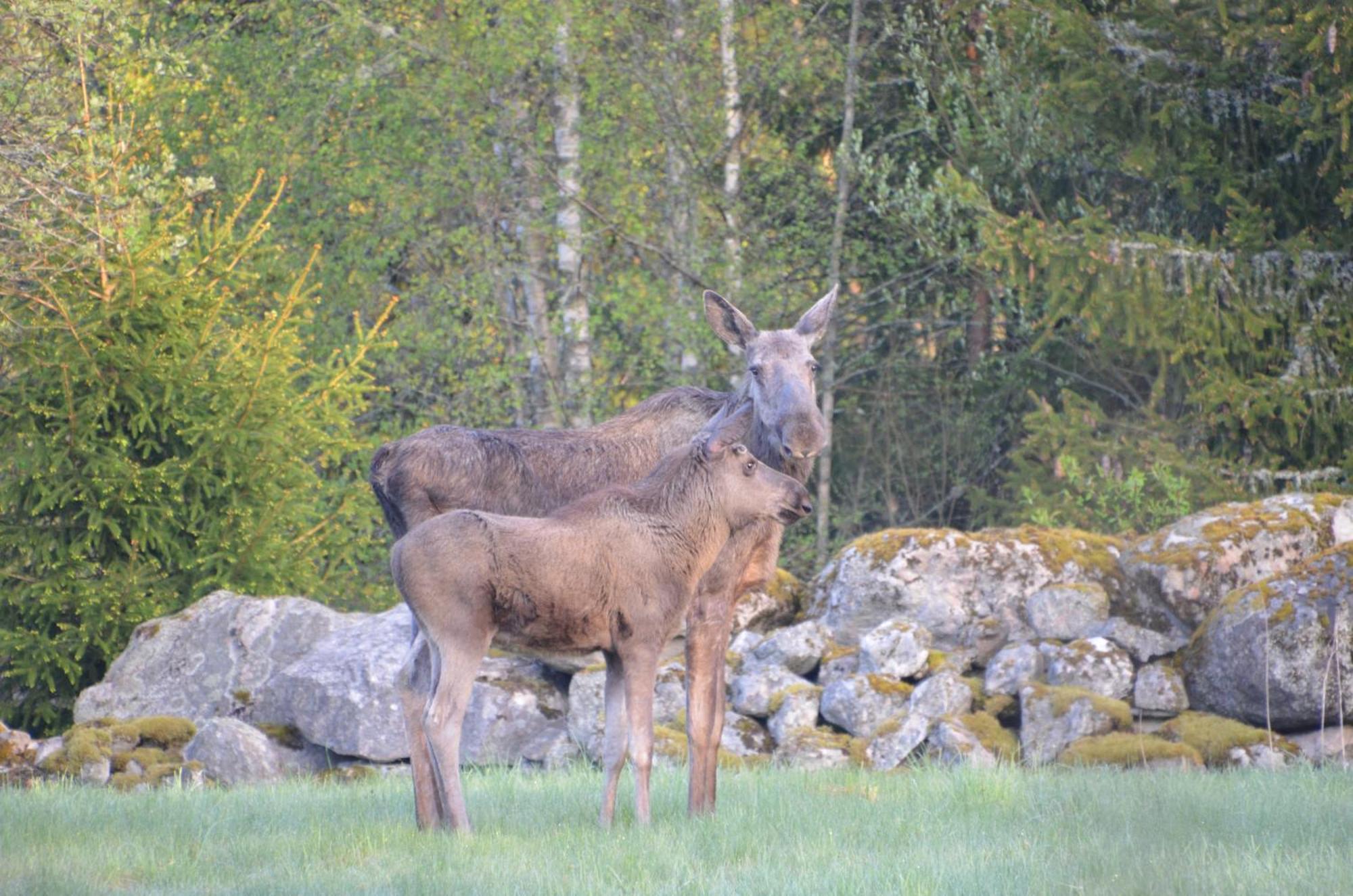 Soedra Ljunga Vandrarhem Ljungby  Extérieur photo